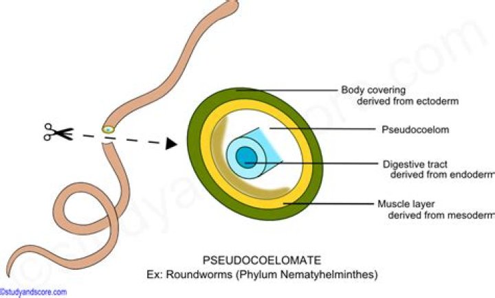 How pseudocoelom is formed
